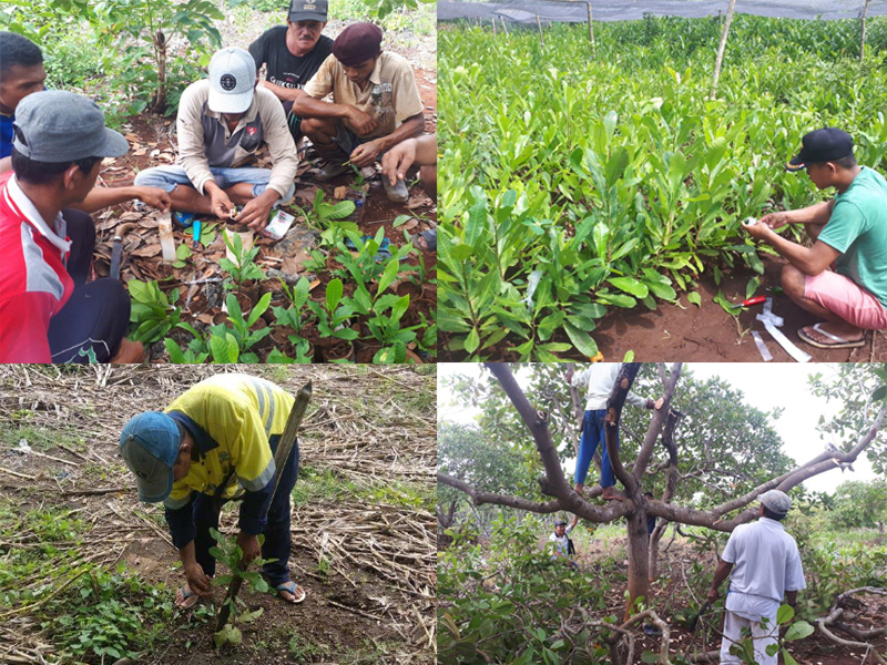 Cashew Farmers Training in South Sulawesi